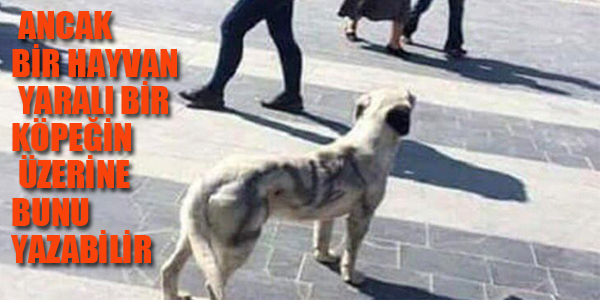 KÖPEĞİN ÜZERİNE EVET YAZISI