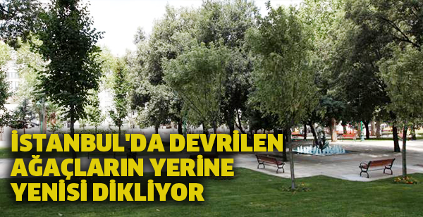 YIKILAN AĞAÇLARIN YERİNE YENİSİ DİKİLDİ