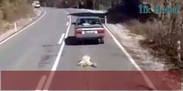 Köpeği Aracının Arkasında Sürükleyen Kişi Serbest Bırakıldı