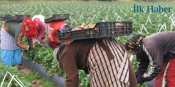Tarım İşçilerinin Aylık Ücreti Asgari Ücretin Altında Kaldı