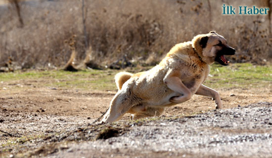 HAYKURDER'den 'Köpek Dövüşü'ne Tepki