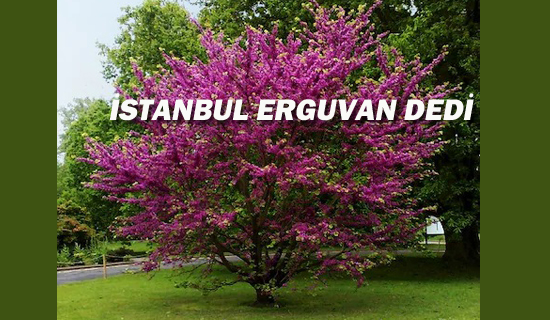 İstanbul Erguvan Dedi