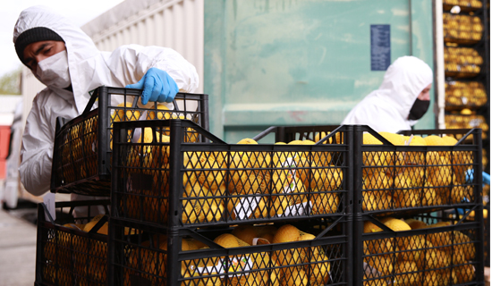 İhtiyaç Sahiplerine Ücretsiz Dağıtılacak Limonlar İstanbul'a Geldi