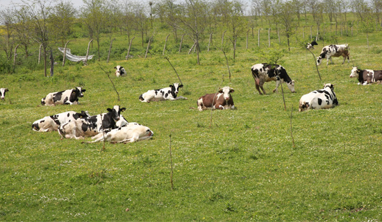 Halk Sütün Süt Kaynağı Silivri Ve Çatalcalı Üretici Olacak
