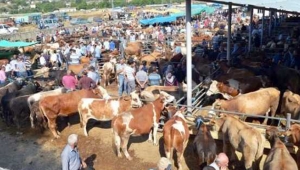 İBB Bilim Kurulu Kurban Bayramındaki Riske Dikkat Çekti