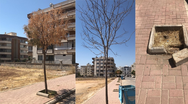 AKP'li Belediyelerin Anlaşmazlığı, Yüzünden Ağaçlar Kurudu! 