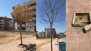 AKP'li Belediyelerin Anlaşmazlığı, Yüzünden Ağaçlar Kurudu! 