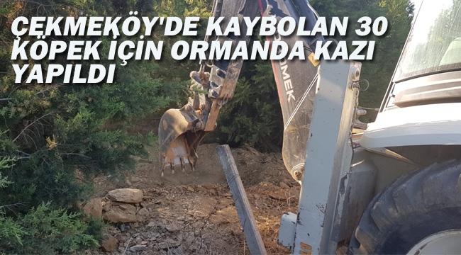 Çekmeköy'de Kaybolan 30 Köpek İçin Ormanda Kazı Yapıldı
