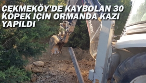 Çekmeköy'de Kaybolan 30 Köpek İçin Ormanda Kazı Yapıldı