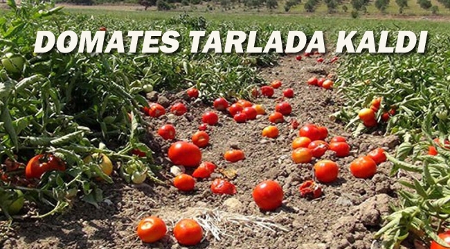 Domates Tarlada Kaldı