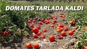 Domates Tarlada Kaldı