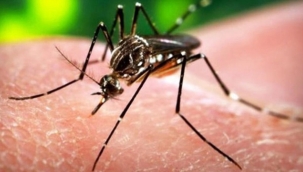 İBB Asya Kaplansivrisineği İle Mücadele Planını Hayata Geçiriyor