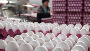 TZOB Başkanı Bayraktar "Yumurtada Yeni Pazarlar Bulunmalı