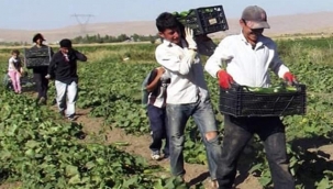 "Koronavirüsle Mücadelenin Kahramanlarından Biri De Türk Çiftçisidir"