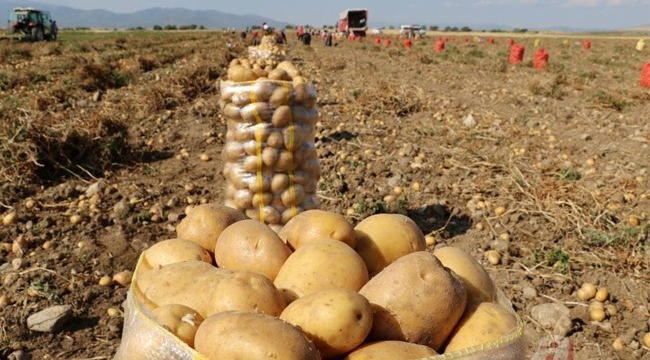 Patates Tarlada Kaldı…