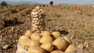 Patates Tarlada Kaldı…