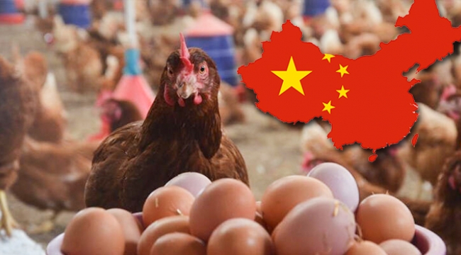 Ariç: Çin, Kanatlı Hayvan Sektörünü Uçuracak