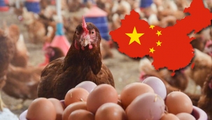 Ariç: Çin, Kanatlı Hayvan Sektörünü Uçuracak