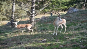 Av İhalesinde ki Skandalları Mahkeme İfşa Etti!