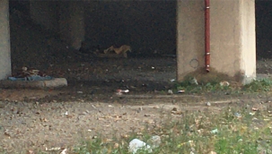 Kartal'ın Merkezinde ki Bu Evsizleri Misafir Edin!