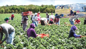 CHP'li Tanal'dan, Mevsimlik Tarımdaki Çocuklar İçin Kanun Teklifi