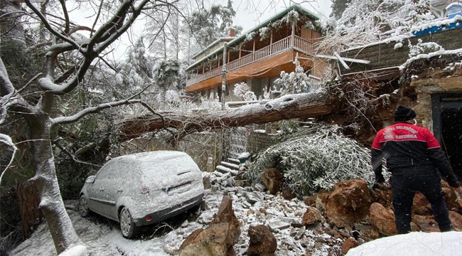 Kartal'da Yoğun Kar Yağışı Nedeniyle Ağaç Devrildi