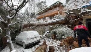 Kartal'da Yoğun Kar Yağışı Nedeniyle Ağaç Devrildi