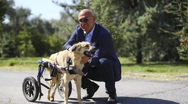 CHP'den Kapsamlı Hayvan Hakları Yasası Teklifi