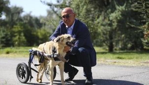 CHP'den Kapsamlı Hayvan Hakları Yasası Teklifi