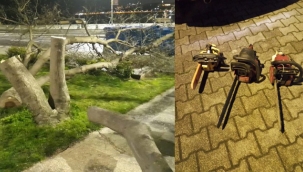 Üsküdar'da Gece Ağaçları Kesen Üç Kişi Yakalandı