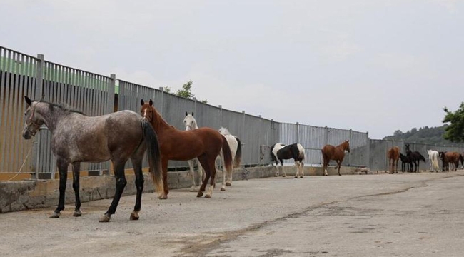 Adalar'daki Atları Sahiplenenlerin Listesi Açıklandı