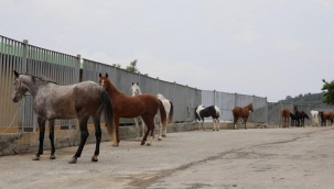 Adalar'daki Atları Sahiplenenlerin Listesi Açıklandı