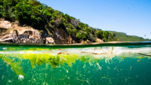  Deniz Salyası İçin Ortak Eylem Planı