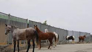 İBB'den Kayıp Atlarla İlgili Yeni Açıklama 