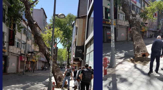 Kartal'da Asırlık Çınar Ağacı Dükkanların üzerine Devrildi