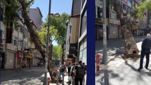 Kartal'da Asırlık Çınar Ağacı Dükkanların üzerine Devrildi