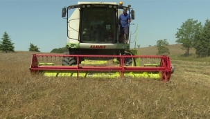 İBB, Boş Duran Arazilerde Ektiği Buğdayın, İlk Hasadını Yaptı