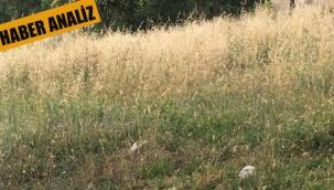 Milyonluk Arsaları, Belediye Neden Ücretsiz Temizliyor!