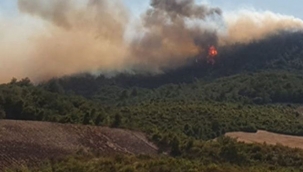 Orman Mühendislerinden, Kampanyalara Tepki "Lütfen Bağış Yapmayınız!" 