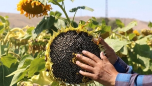 "Ayçiçek Üreticisi Emeğinin Karşılığını Alacak Fiyat Bekliyor"