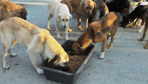 Bakanlıktan Valiliklere Sokak Hayvanları Genelgesi