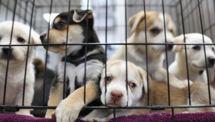 HAYKURDER, Hayvan Hakları Genelgesi'nin İptali İçin Dava Açıyor