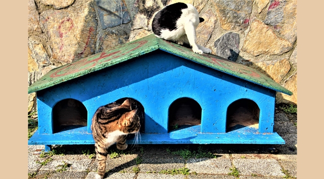 Maltepe'nin Kedileri, "Dünya Kediler Günü"nü, Yeni Evlerinde Karşıladı
