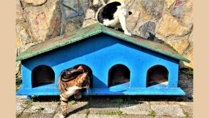 Maltepe'nin Kedileri, "Dünya Kediler Günü"nü, Yeni Evlerinde Karşıladı