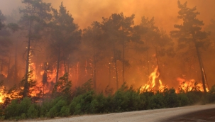 Orman Yangınlarının Yarısı Faili Meçhul Kalıyor!