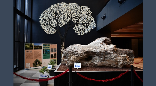 Türkiye'nen En Büyük Fosil Ağacı Beylikdüzü'nde