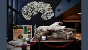 Türkiye'nen En Büyük Fosil Ağacı Beylikdüzü'nde