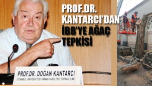 Prof. Dr. Doğan Kantarcı'dan İBB'ye Ağaç Tepkisi " Çınarların Kesilmesi Tartışmalı"