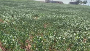 CHP'li Vekil'den İktidara Çağrı :Acilen Dedaş'a Müdahale Edin!