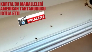 Kartal'ın Mahallelerini Amerikan Tahtakurusu-Dantel Böceği İstila Etti